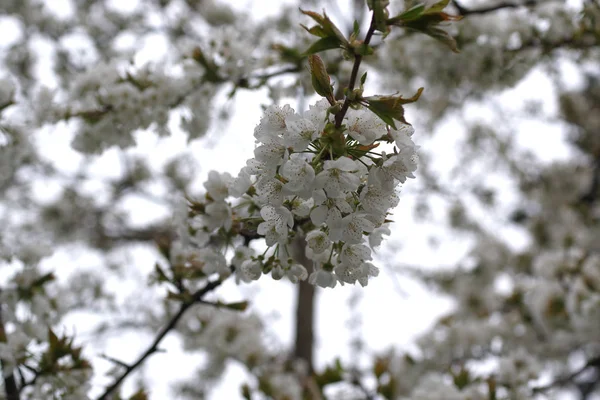 Árvore de cereja flor — Fotografia de Stock