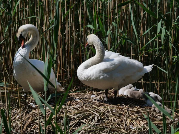 Zwaan familie op nest — Stockfoto