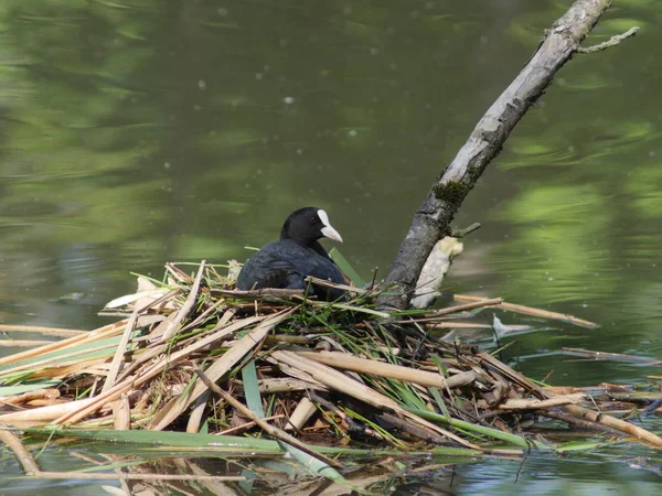 Pássaro selvagem fulica atra no fundo do lago — Fotografia de Stock