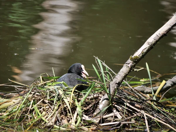 Uccello selvatico fulica atra su sfondo lago — Foto Stock