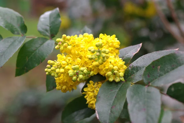 Mahonia aquifolium oregon виноград — стоковое фото