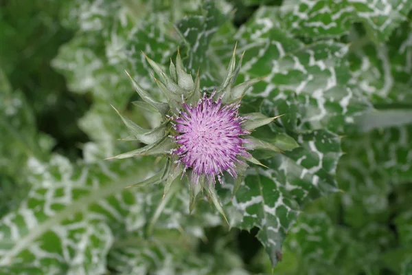 Kräutermilch Distel Silybum marianum — Stockfoto