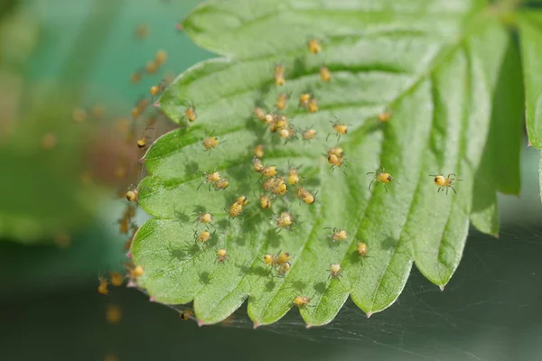 Μικρές αράχνες σε έναν ιστό αράχνης — Φωτογραφία Αρχείου