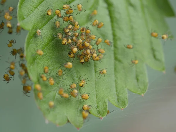 Μικρές αράχνες σε έναν ιστό αράχνης — Φωτογραφία Αρχείου