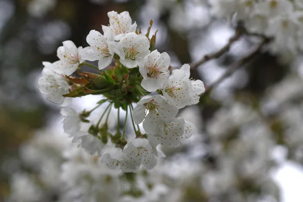 Árvore de cereja flor — Fotografia de Stock
