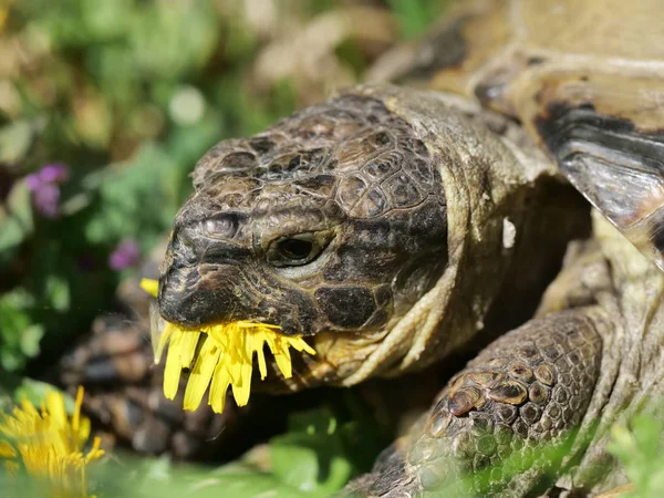 Vall sköldpadda äta maskros — Stockfoto