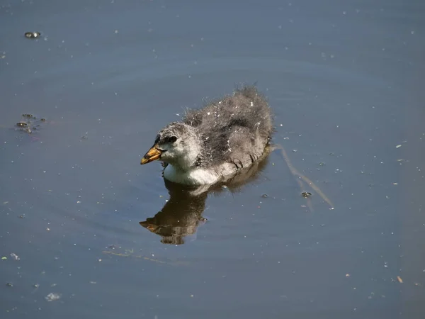 Дикая гнездовая птица Fulica atra на фоне озера Стоковая Картинка