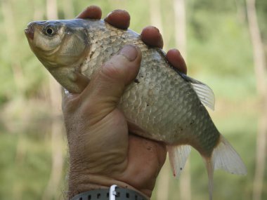  Balık çarmıhı carassius