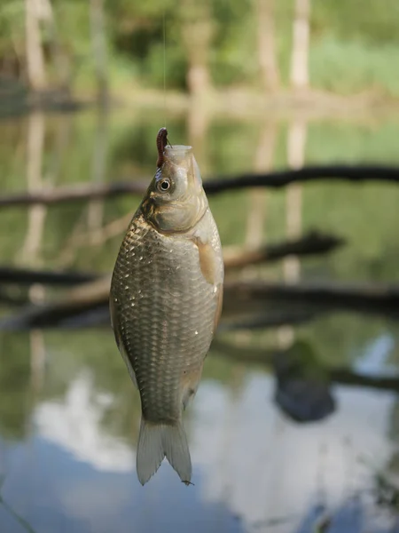 Pesce carpa crocefisso carassio — Foto Stock