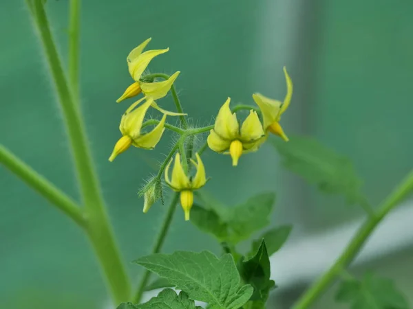 Fleurs de tomate jaune — Photo