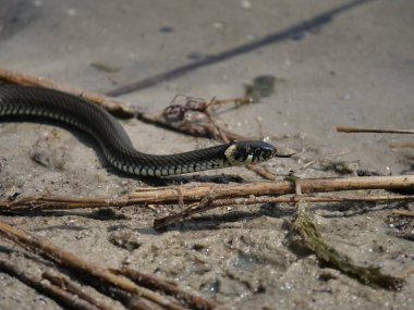 Sudaki çim yılanı