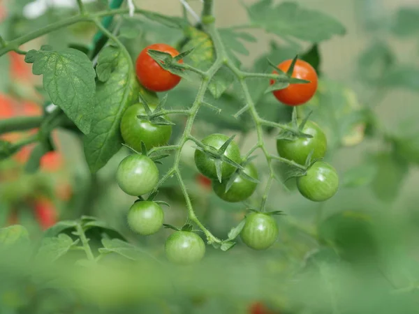 Red and green tomatoes — Stock Photo, Image