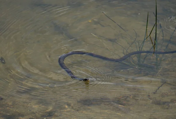 Grass snake in water — Stock Photo, Image