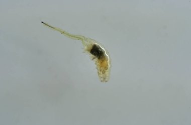 Eristalis tenax böcek larvası.