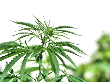  Beyaz arka planda yeşil yapraklı marihuana bitkisi