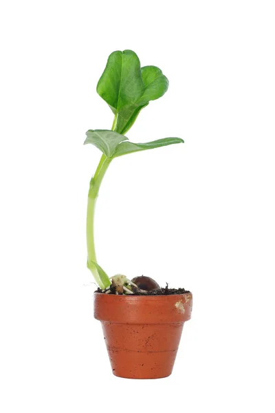 Growing Broad Bean Pot White Background — Stock Photo, Image