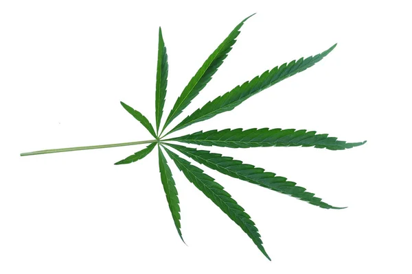 Marihuana Plant Met Groene Bladeren Witte Achtergrond — Stockfoto