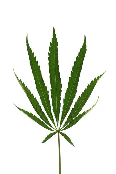 Marijuana Plant Green Leaves White Background — Stock Photo, Image