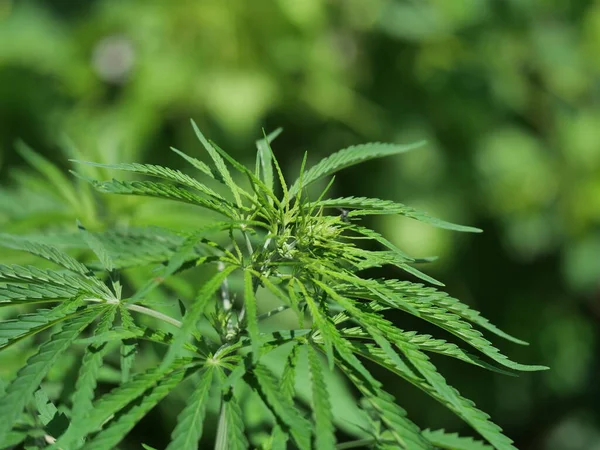 Marijuana Plant Green Leaves Forest Background — Stock Photo, Image