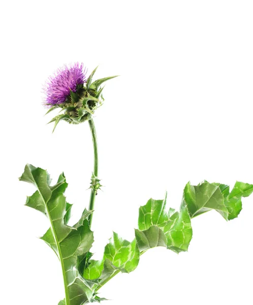 Herb Milk Thistle Silybum Marianum White Background — Stock Photo, Image