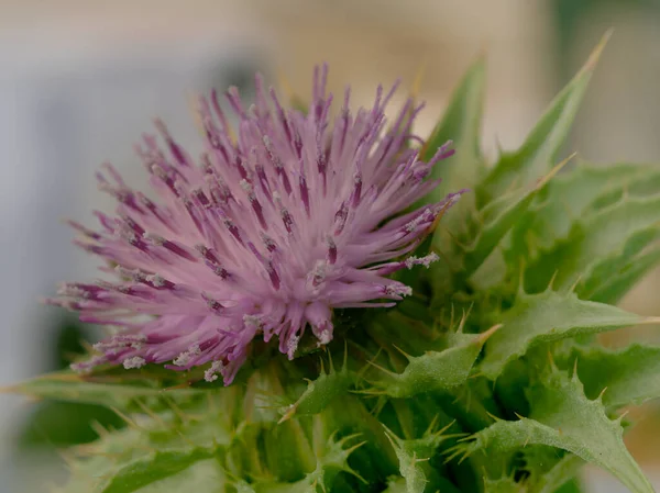 Erba Cardo Mariano Silybum Marianum Sfondo Bianco — Foto Stock