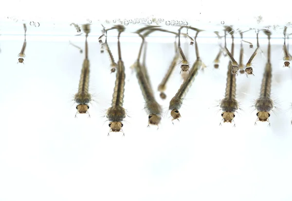 Komáří Larva Vodě Letní Čas Stock Fotografie