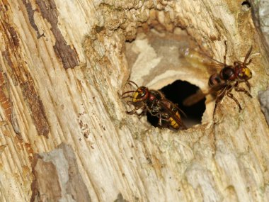 Avrupa eşek arıları Vespa Crabro yuvadaki deliği koruyor