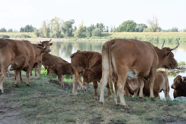 Touros Vacas Hora Verão Pastagem — Fotografia de Stock
