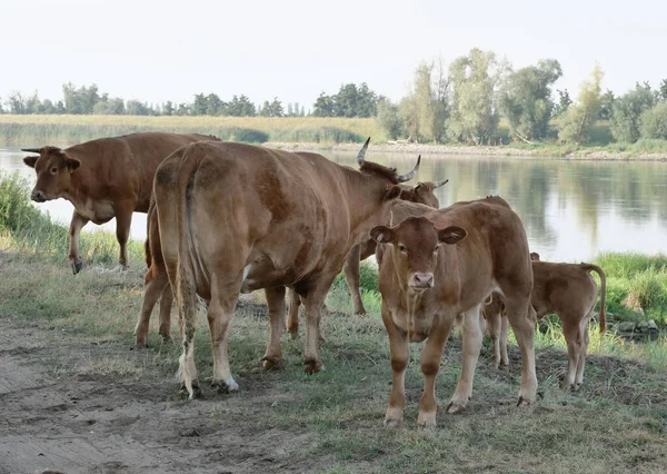 Yaz Mevsiminde Çayırda Boğalar Inekler — Stok fotoğraf