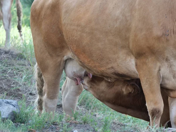 Touros Vacas Hora Verão Pastagem — Fotografia de Stock