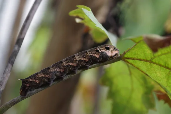 Raupe Der Cerura Vinula Auf Pflanze — Stockfoto