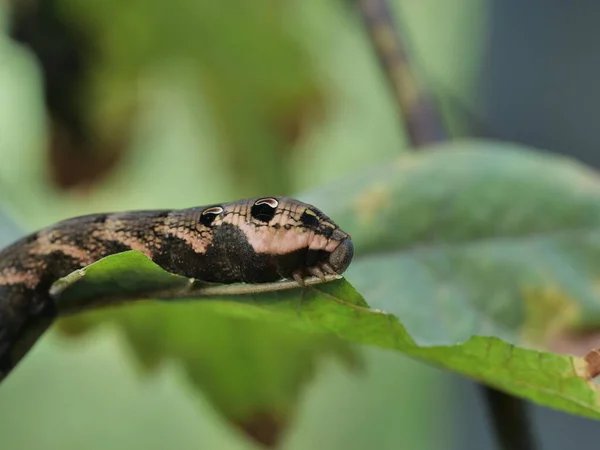 Rups Van Cerura Vinula Planten — Stockfoto