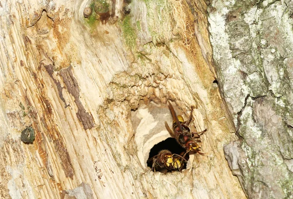 European Hornets Vespa Crabro Defending Hole Nest — Stock Photo, Image