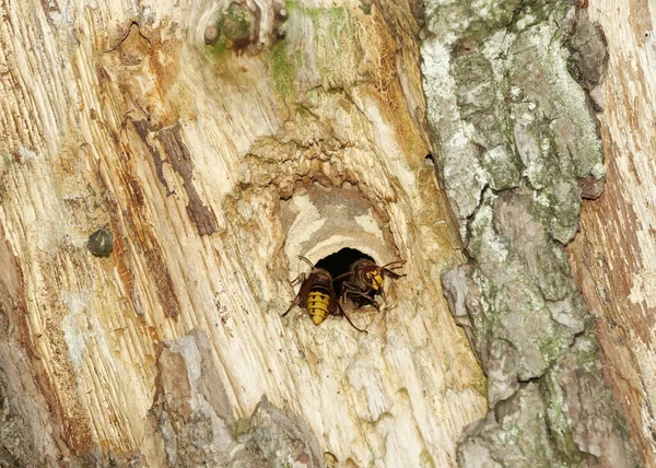 Frelons Européens Vespa Crabro Défendant Trou Dans Nid — Photo