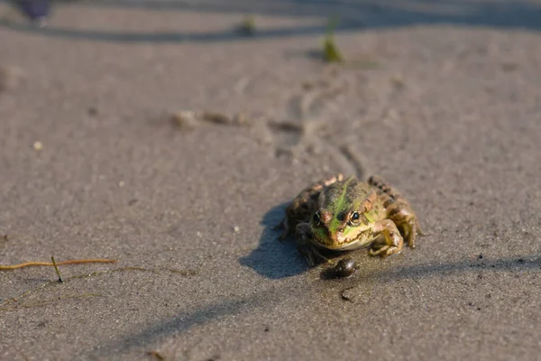 Κάθεται Πράσινο Βάτραχος Φόντο Άμμο — Φωτογραφία Αρχείου