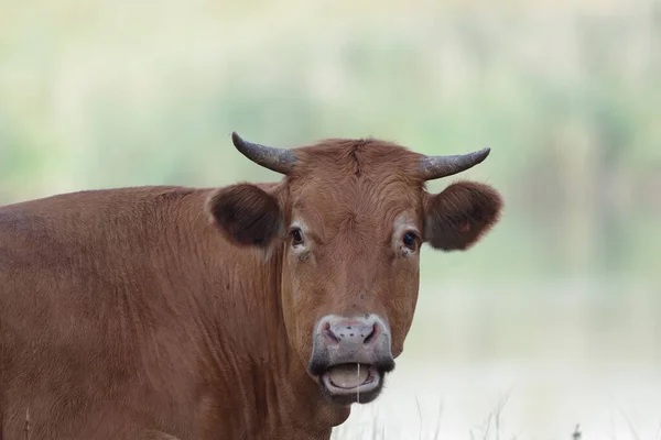 Býci Krávy Pastvinách Letní Čas Stock Fotografie