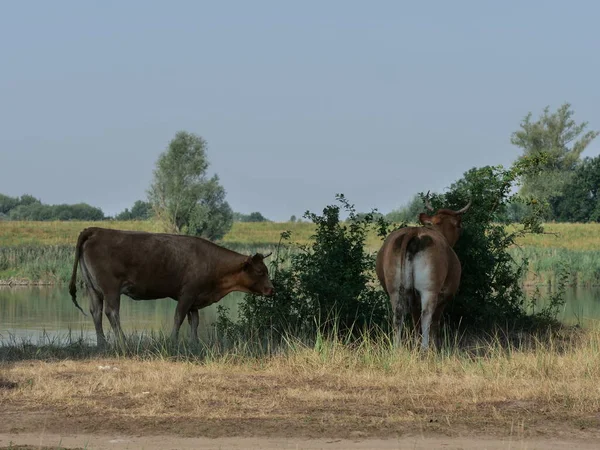 Býci Krávy Pastvinách Letní Čas Stock Snímky