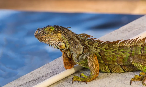 İguana dock cihazı üzerindeki — Stok fotoğraf