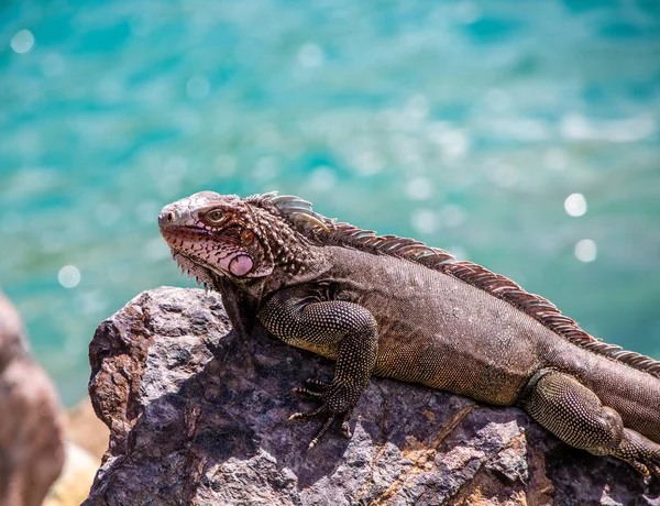 Iguana yeşil deniz kaya — Stok fotoğraf