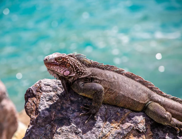 イグアナ グリーンの海での岩の上 — ストック写真