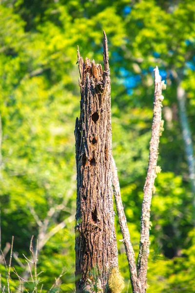 Agujeros de pájaro carpintero en árbol muerto — Foto de Stock