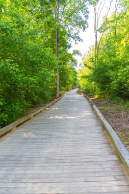 Yaz Ağaçlarında Yürüyen Ahşap Patika
