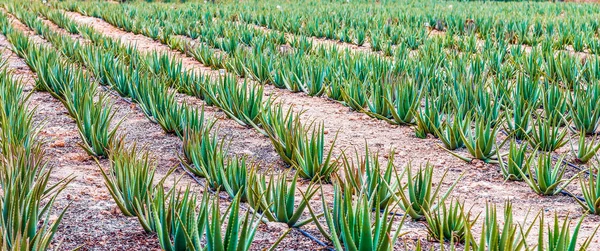 Filas de plantas de Aloe Vera en Aruba — Foto de Stock