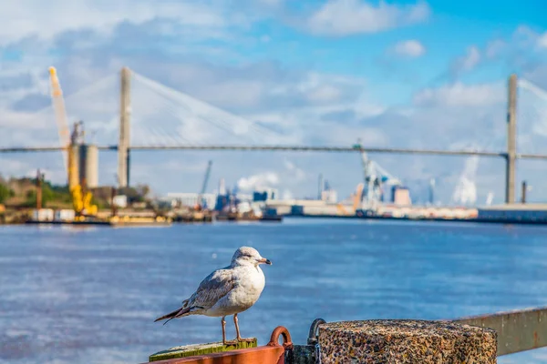 Seagull door industriële Bridge — Stockfoto