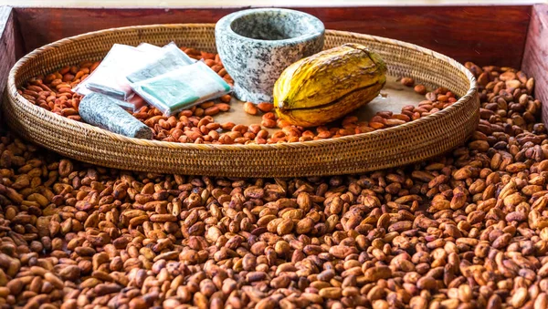 Haricots de cacao dans Bin — Photo