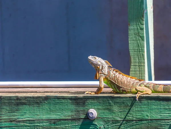 Iguana na doca — Fotografia de Stock