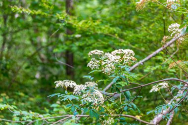 Mürver bush ormandaki