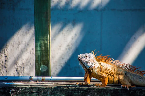 Iguana na doca — Fotografia de Stock