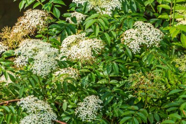 Mürver bush ormandaki