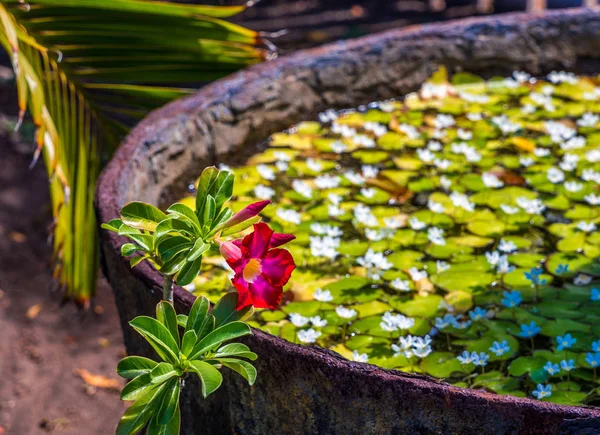 Lily Pads in Pot with Flower — Stock Photo, Image